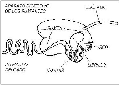 VET: Aparato digestivo de los rumiantes