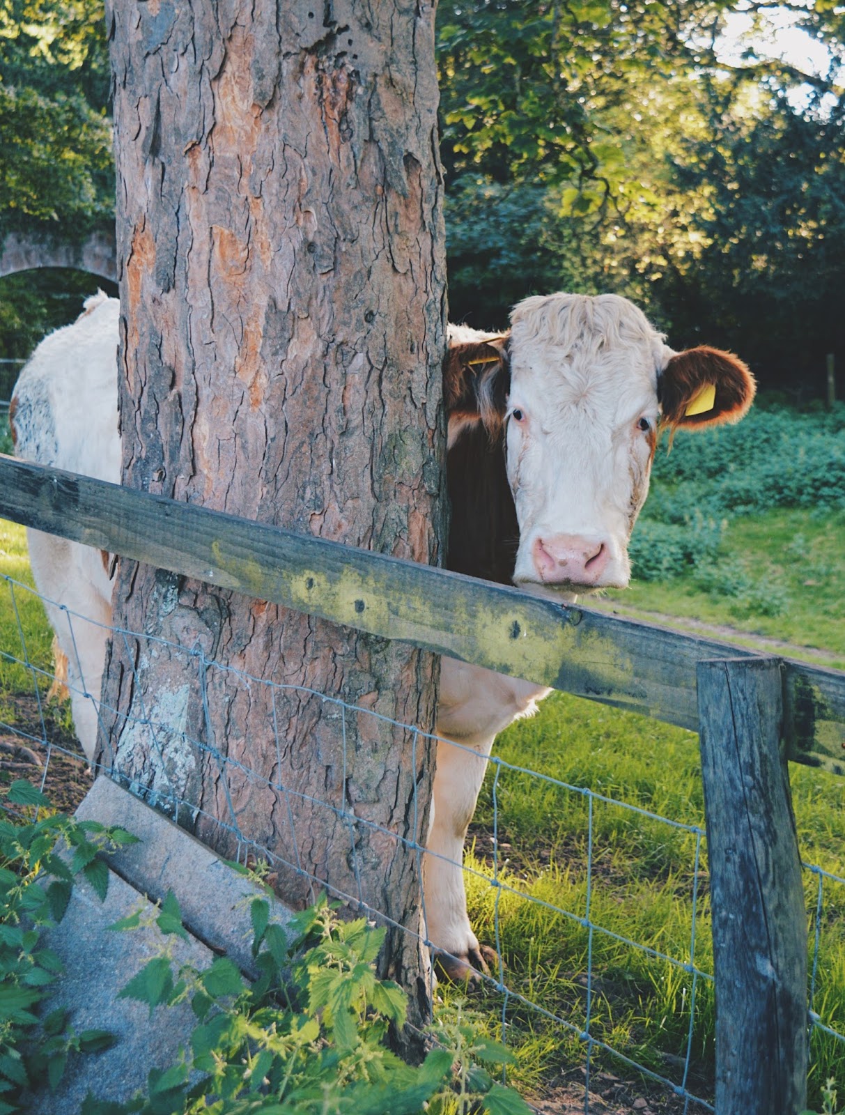 Cute white cow behind tree
