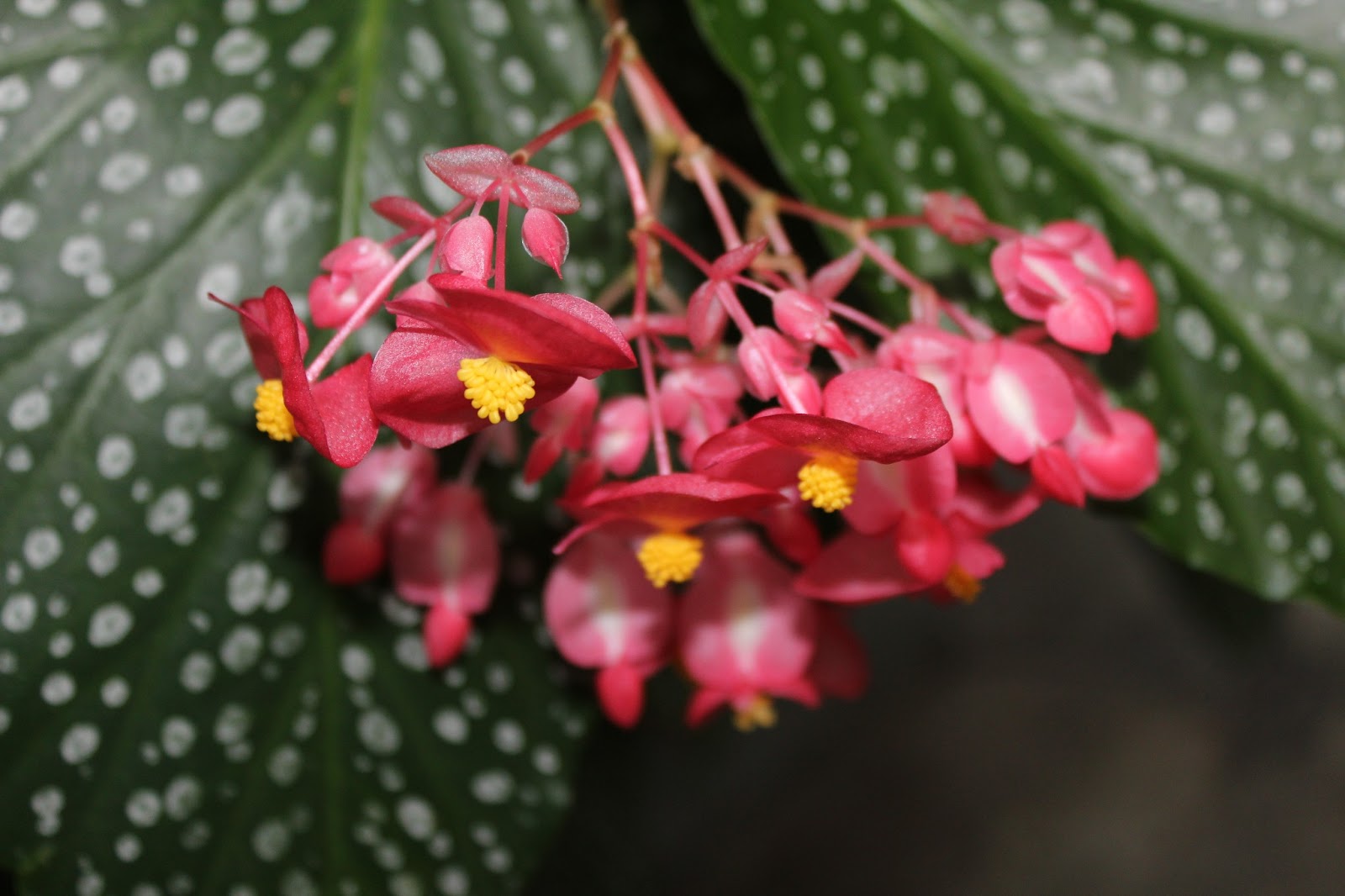 Бегония Sarawak