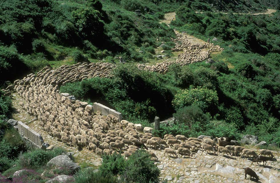 CLASES DE HISTORIA, ARTE Y GEO LA TRASHUMANCIA