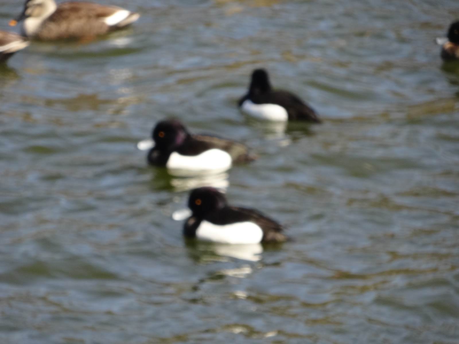 アケクレ シベリアからようこそ！ 華麗な白鳥に癒されに羽田沼へ