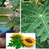 The 9 Hidden Secrets Of Papaya Leaves Revealed!