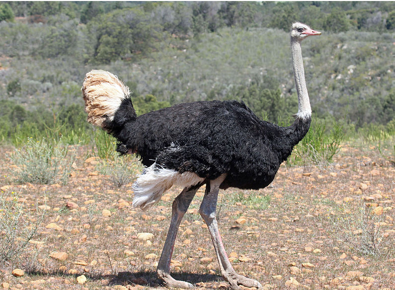 Burung unta