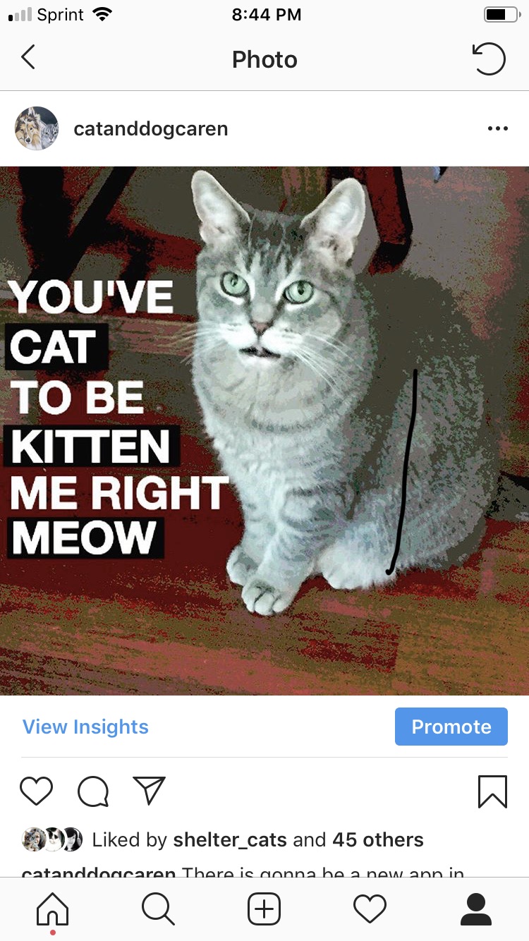 Cat and DOG Chat With Caren Cat Chalk An iOS App Photo Editing Tool