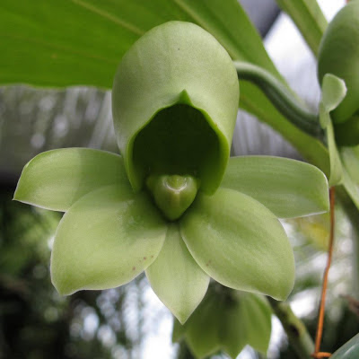 ORQUÍDEAS SEM SEGREDOS: ORQUÍDEA CATASETUM