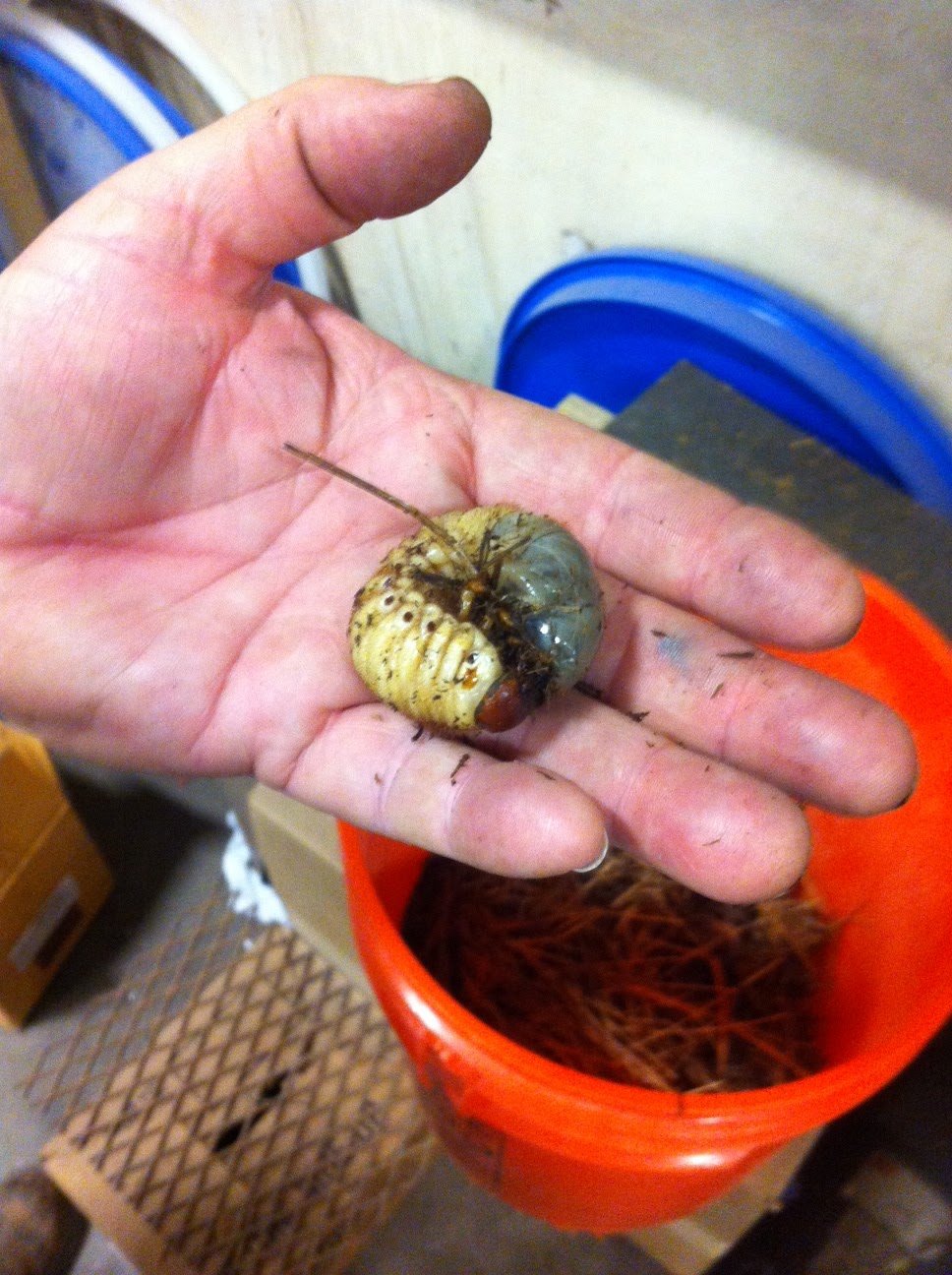 Loud N Greasy: Texas Grub Worm!