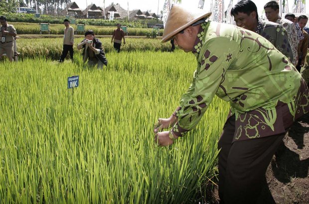 Tiga petani dari Kabupaten Kubu Raya yang mewakili Kalimantan Barat terpilih menjadi petani terbaik di tingkat nasional