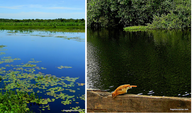 Bom destino de viagem para abril: Pantanal