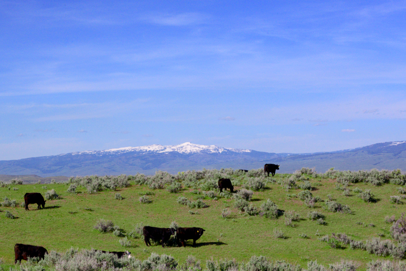 Idaho cattle