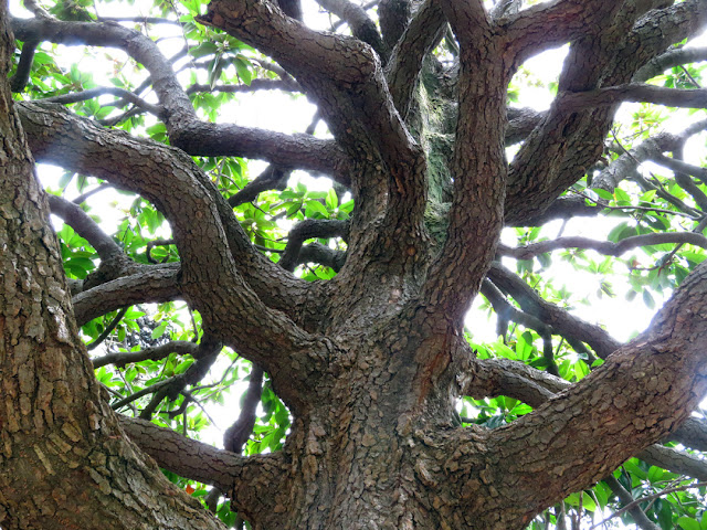 The branches of a tree in the park of Villa Maria, Via Redi, Livorno