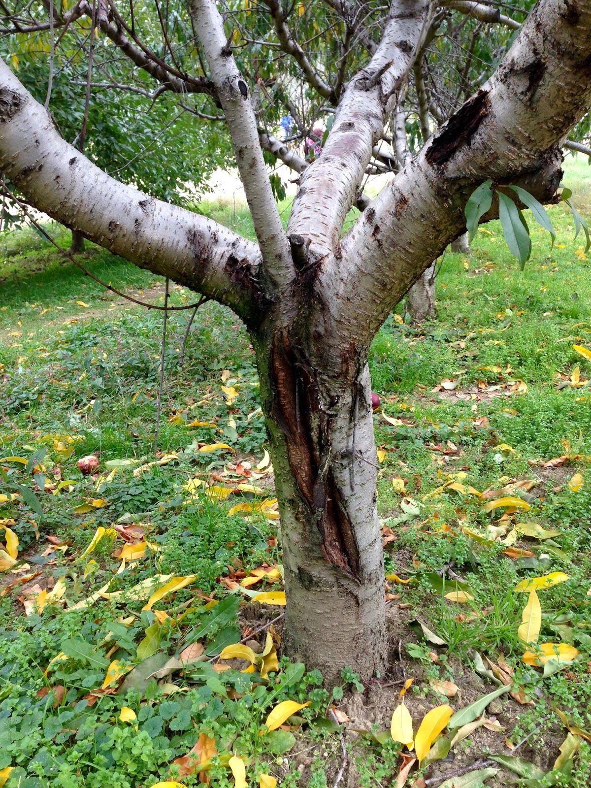 Forest Health Bark splitting