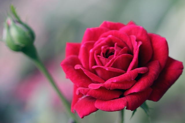 https://2.bp.blogspot.com/-R3tkT90UaDk/Vzd1AIk-dCI/AAAAAAAAAaU/rTaVYNacwwQsNPkJP5Y1q3AN1RoSEhAoACKgB/s400/National_Flower_Rose_flickr_20140901.jpg
