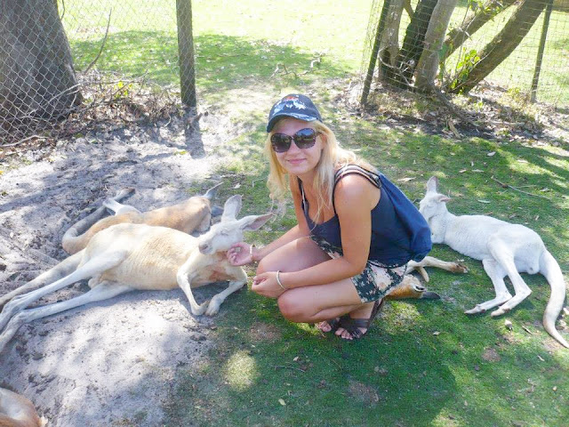 where to see kangaroos in australia