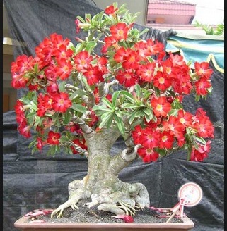 Merawat Bonsai Kamboja dan Beringin