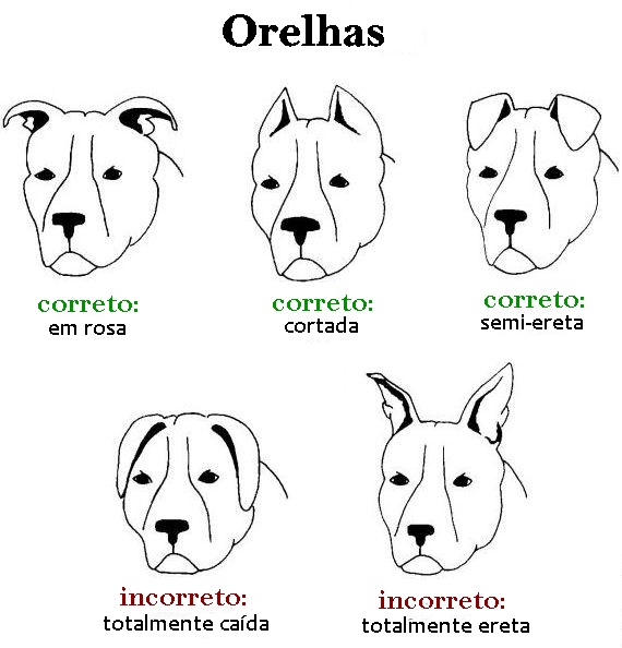 Blog do Pit Bull: Orelhas naturais ou cortadas?