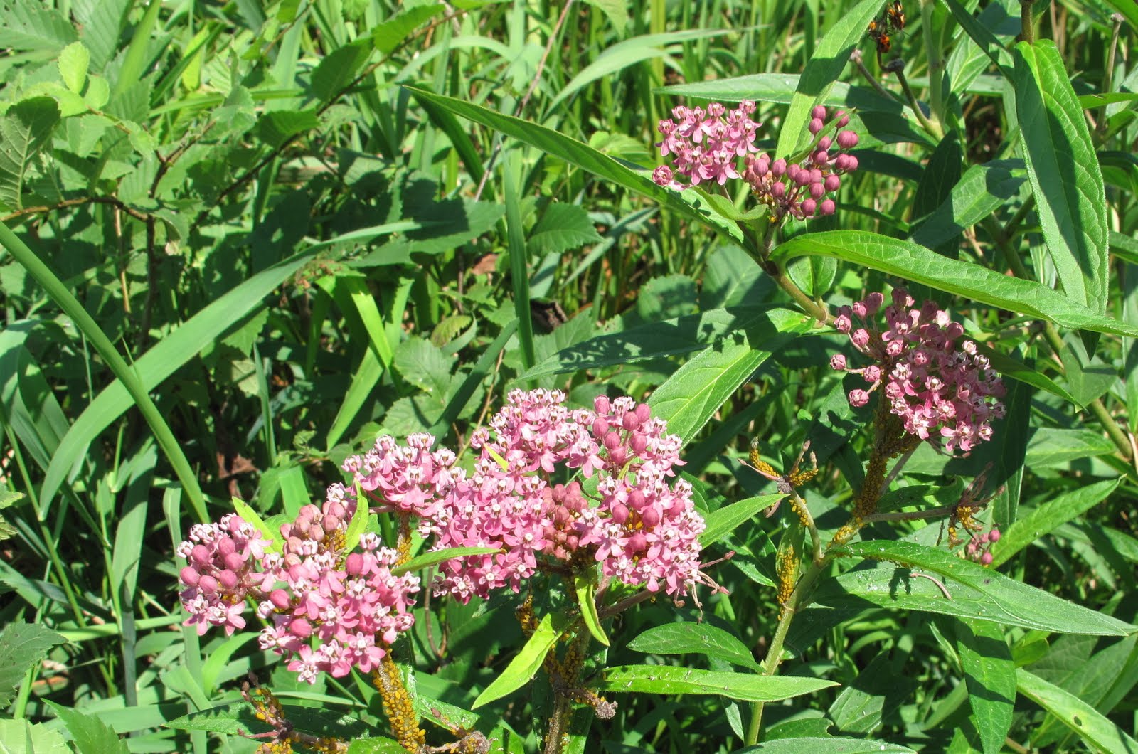 Now Showing Near You Wildflowers August 13, 2011