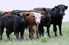 An image of cows looking at the camera.