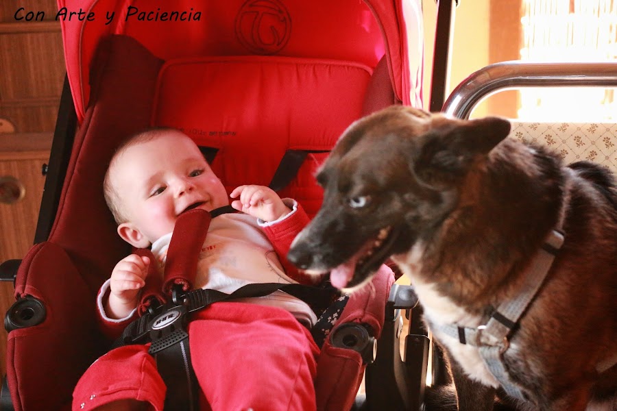 tierna,amistad,friendship,bebe,baby,perro,perrito,dog,doggy,ternura,preciosas,graciosas,fotos,entre,perrita,niño,pequeño,padres,mascotas,perros,pets,parents,risas,sonrisas,alegría,ventajas,happines,advantages,smile