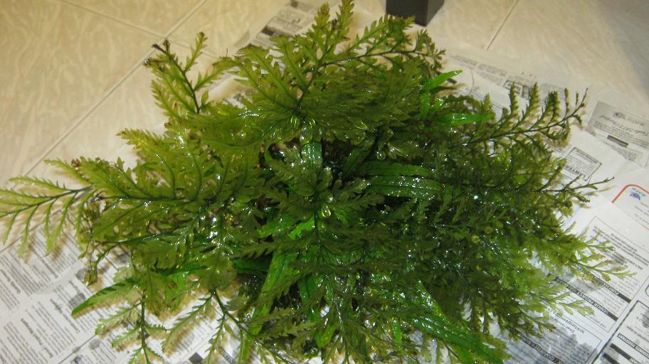 A Night By The Aquarium Hygrophila Polysperma Rosanervig And