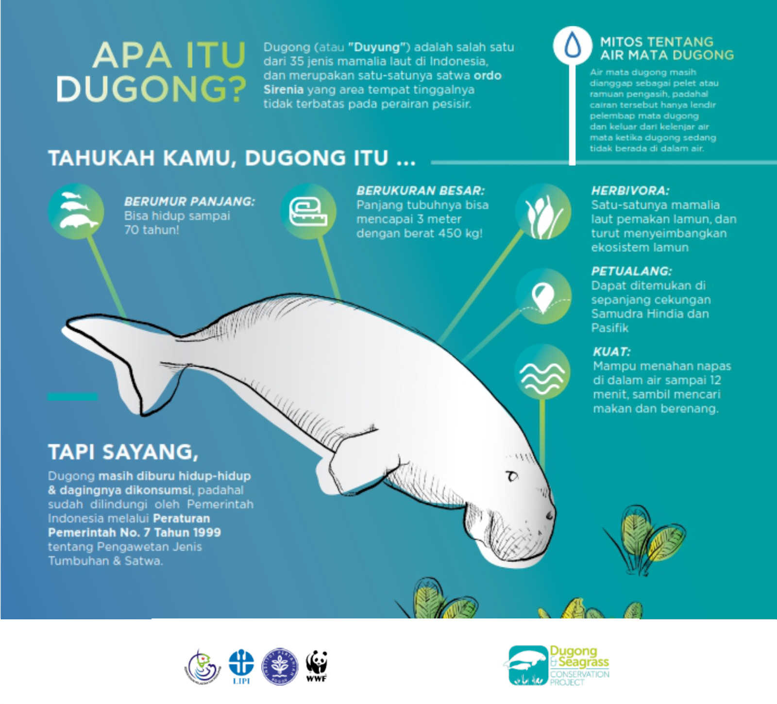 64 Gambar Hewan Dugong Terbaru Gambar Hewan