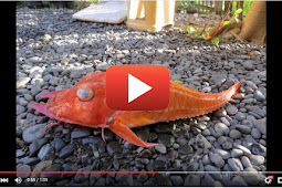 Ditemukan Ikan Berbentuk Aneh Di Perairan Indonesia, Seperti Apa? Lihat Videonya