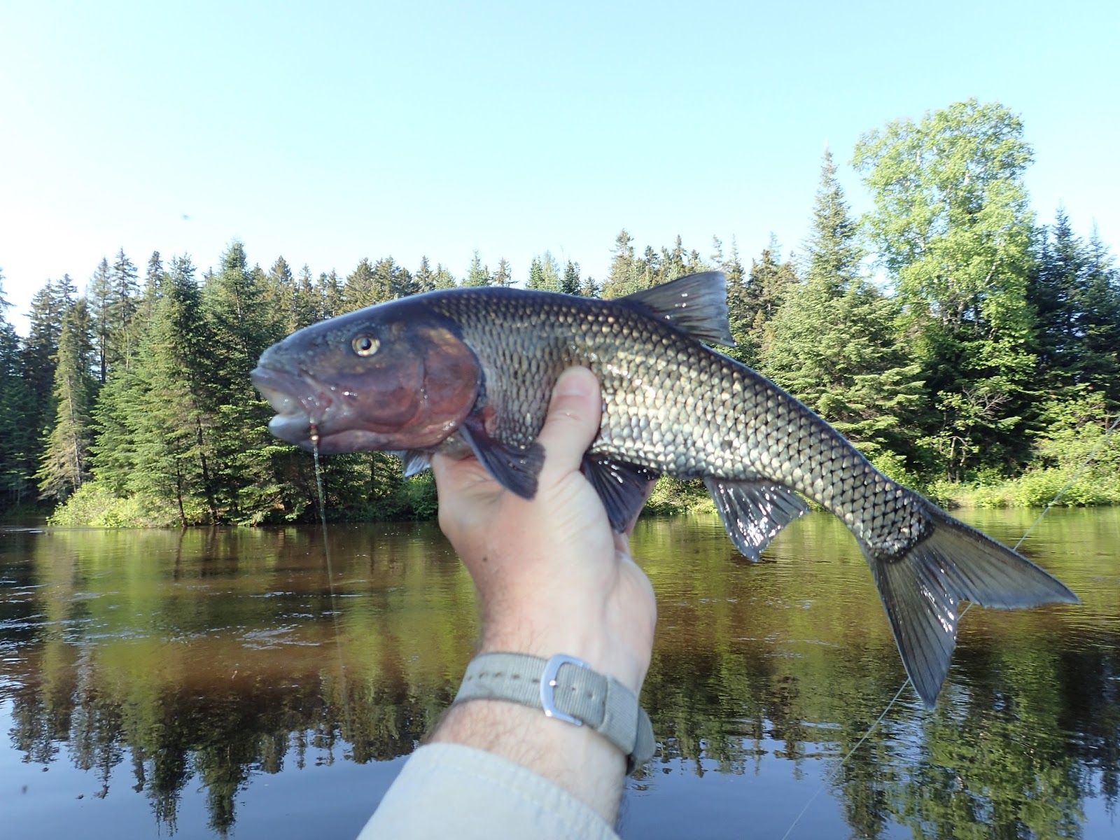 First Cast Fly Fishing Fly Fishing Maine Kennebago River