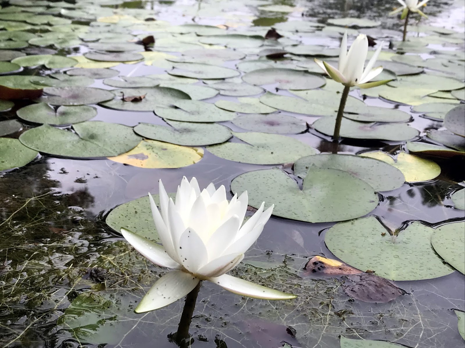 広島市植物公園ブログ Q A 5 スイレンの咲かせ方