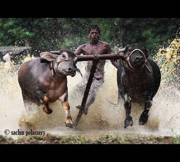 Festivals All Over The World: Maramadi – The Bull Race of Kerala