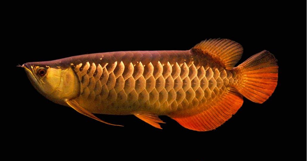 Journey of Arowana: Ikan Arwana Red Tail Golden / Golden Red