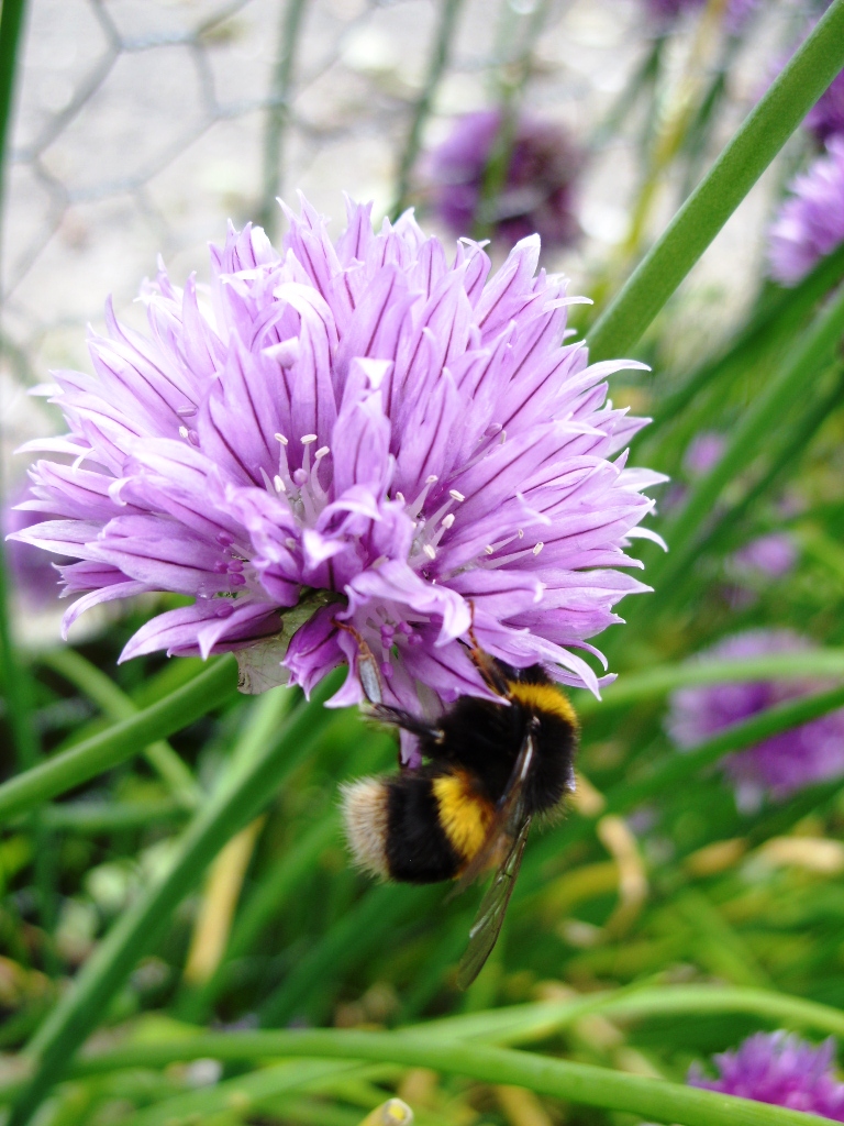 Kelli's Northern Ireland Garden End of June Flower Show