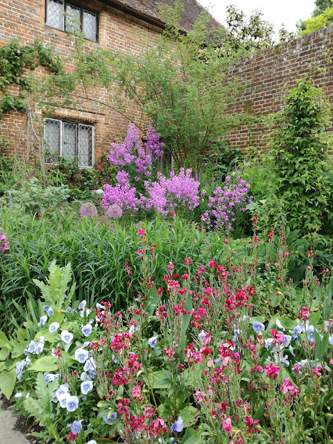 Purple Border, bylinowa rabata angielska