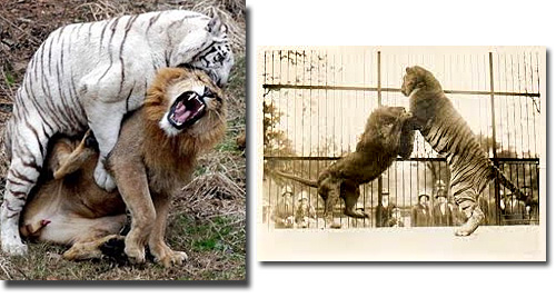 Leões - Tigre maior que leão