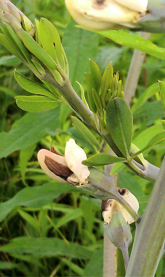 Hoosier Safari Wild Indigo