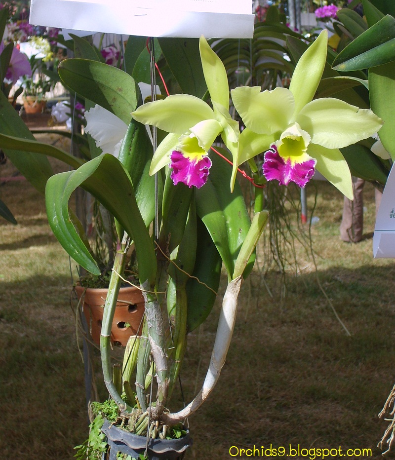 cattleya orchid flower flowers orchids