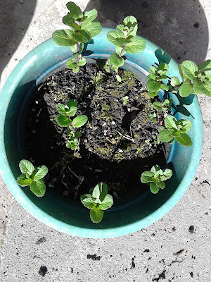 Garden mint spreads to the rim of the pot