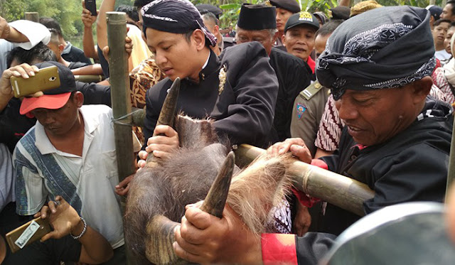 harga kepala kerbau
