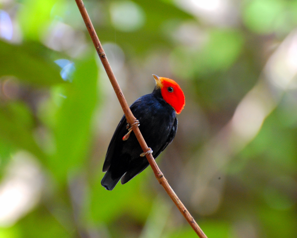 Manakin Birds News And FactsImages All Wildlife Photographs