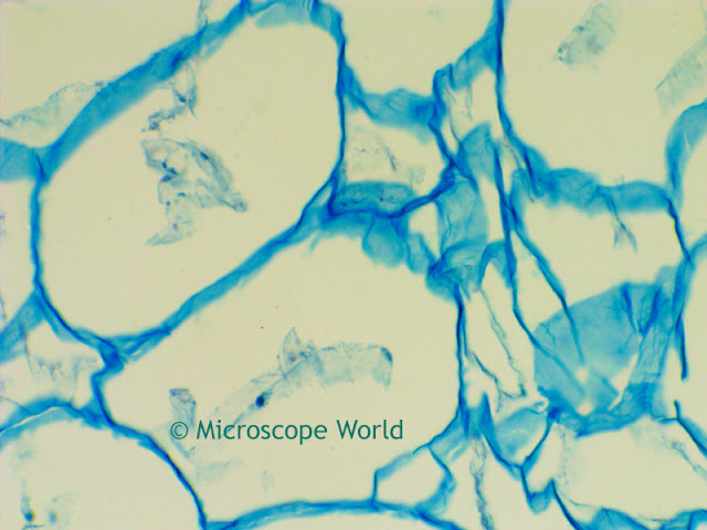 Microscopy image of pear at 400x.
