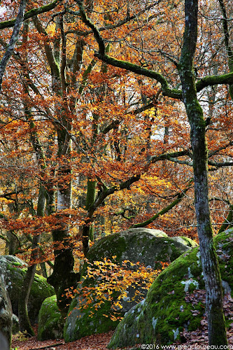 Hêtre à l'automne, Bas Cuvier, Fontainebleau Hêtre à l'automne, Bas Cuvier, Fontainebleau