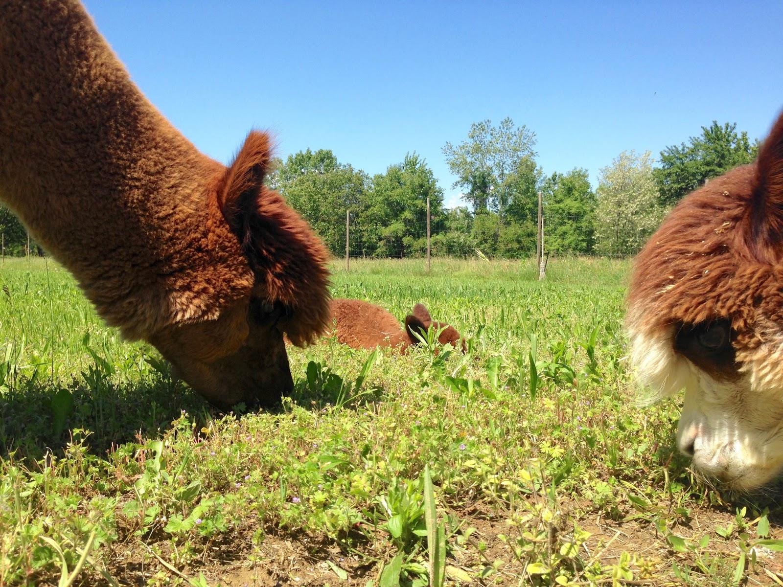 Piccolo Alpaca Blog Orlando Piccolo Alpaca