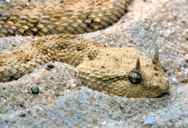 horned-viper