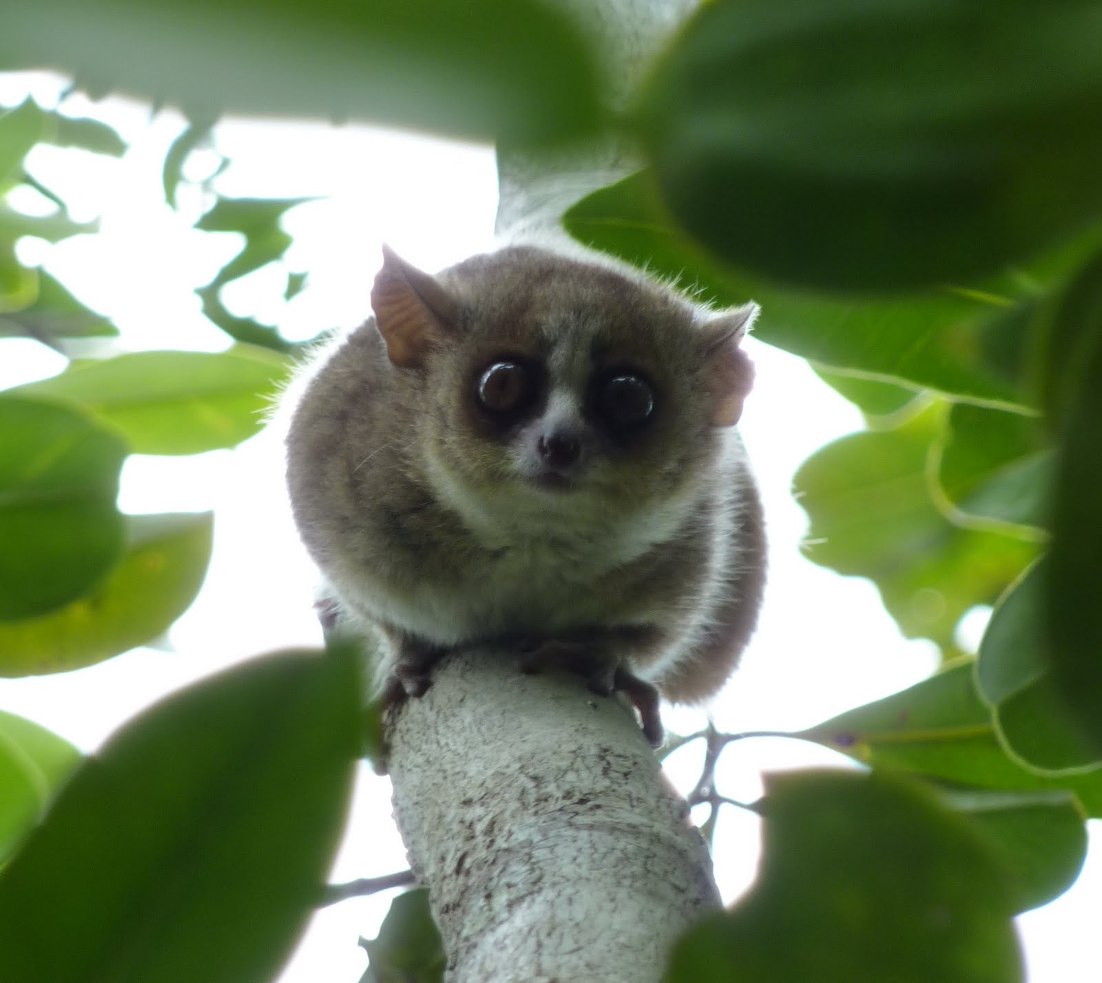 glamourie Creature of the Week the Pygmi Mouse Lemur