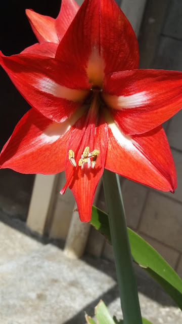 Beautiful bright colored red lily in full bloom