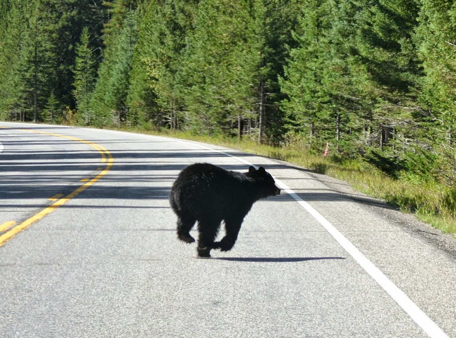 Tracie's Journal More of Yellowstone and KINDLE DISCOUNT ON ICECUTTER