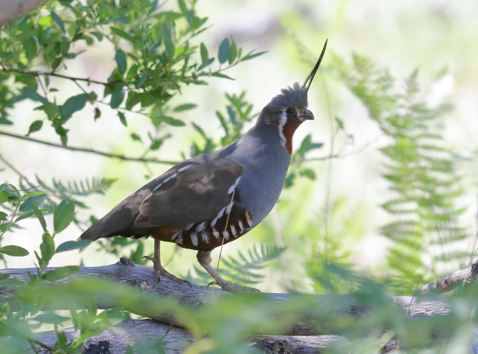 Close Encounters of the Mountain Quail kind Greg in San Diego