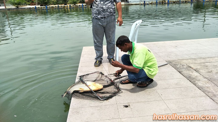 Hasil Memancing Kolam Pancing Natural Exotic Fish Fishing Pond, Behrang