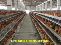 Peluang Usaha Ternak, Usaha Dengan Laba Yang Besar Peluang Usaha Ternak, Usaha Dengan Laba Yang Besar