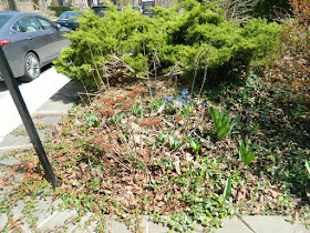 Toronto Summerhill spring front yard garden clean up before by Paul Jung Gardening Services