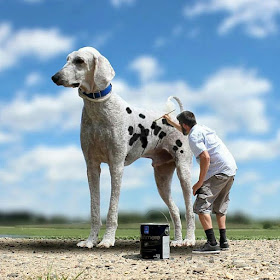 13-This-is-not-Funny-Christopher-Cline-Juji-The-Giant-Dog-Photo-Manipulations-www-designstack-co