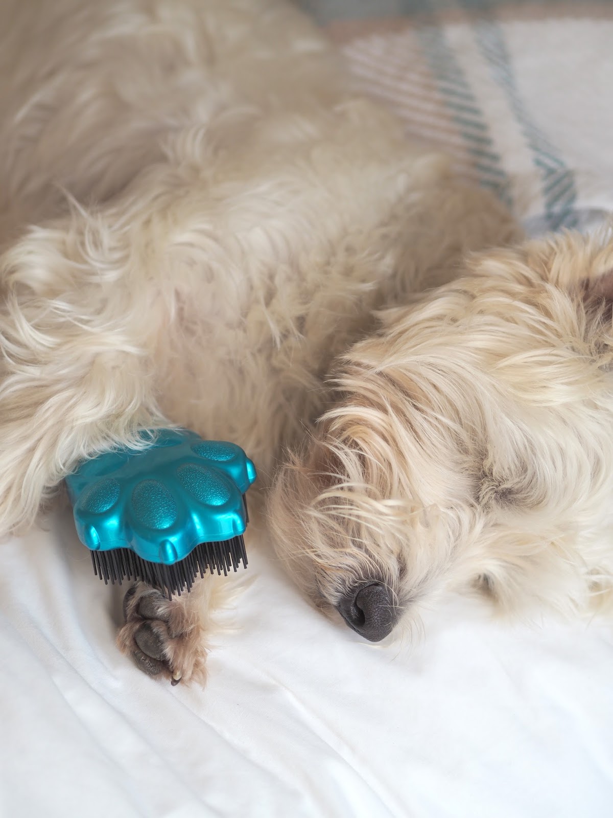 Pet Angel Hello Miss Jordan